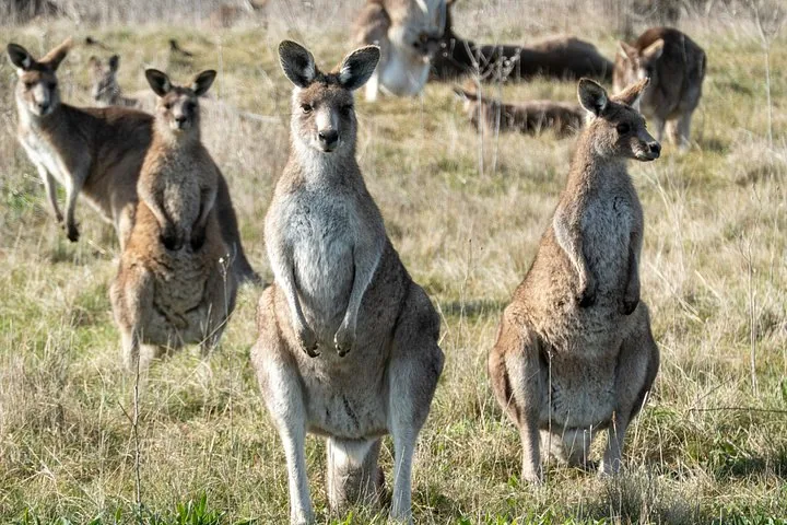 A group of grey kangaroos standing in a grassy field.